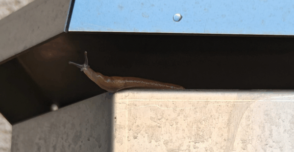 Detector - kaasunvalvonta - haistelija